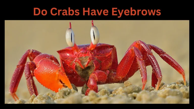 do crabs have eyebrows
