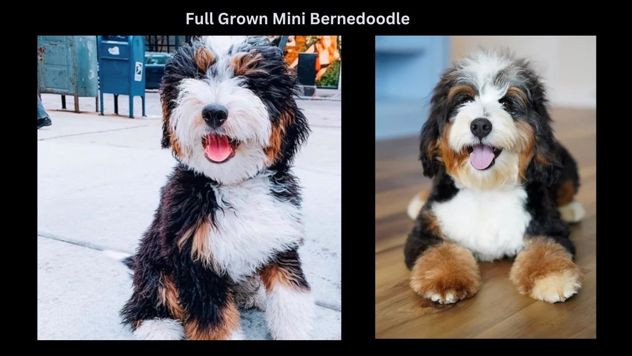 full grown mini bernedoodle